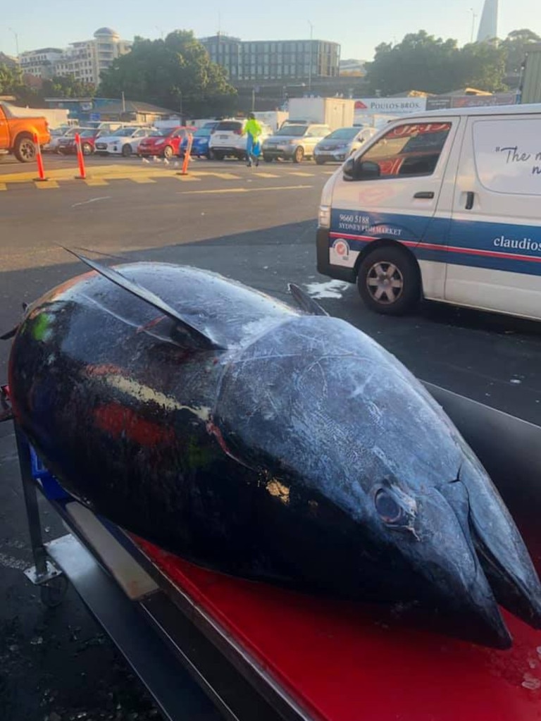 The 271kg tuna is the biggest ever received at the fish markets. Picture: The Ray Hadley Morning Show