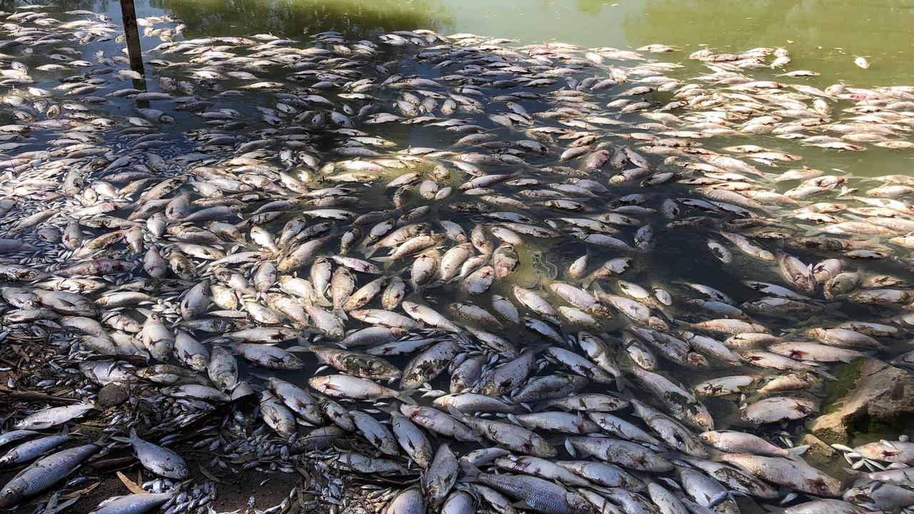 Up to a million fish died along the Darling River at Menindee earlier this month. Picture: NSW Department of Primary Industries and WaterNSW.