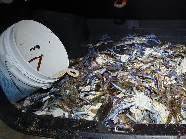 Blue swimmer crabs seized by fisheries officers in SA. Picture: Primary Industries and Regions SA