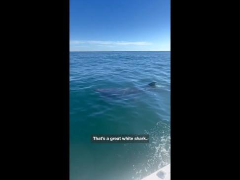 School of sharks circle couple on boat