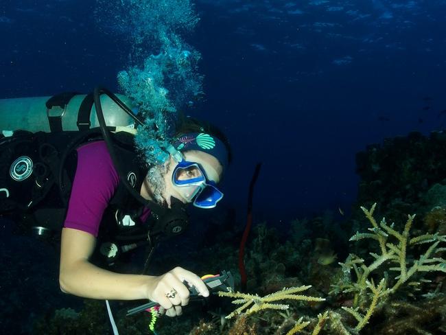 Dr Camp surveying corals in the Cayman Islands.