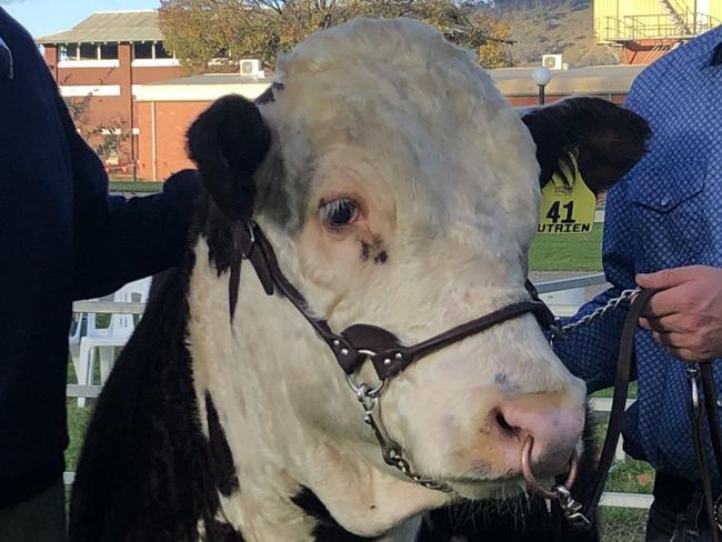 The top price bull at the Hereford National show and sale - Mawarra If Only Q264 with buyer David Lyons, Melville Park, Melville Forest and vendor Logan Sykes, Mawarra, Longford. Picture: Fiona Myers