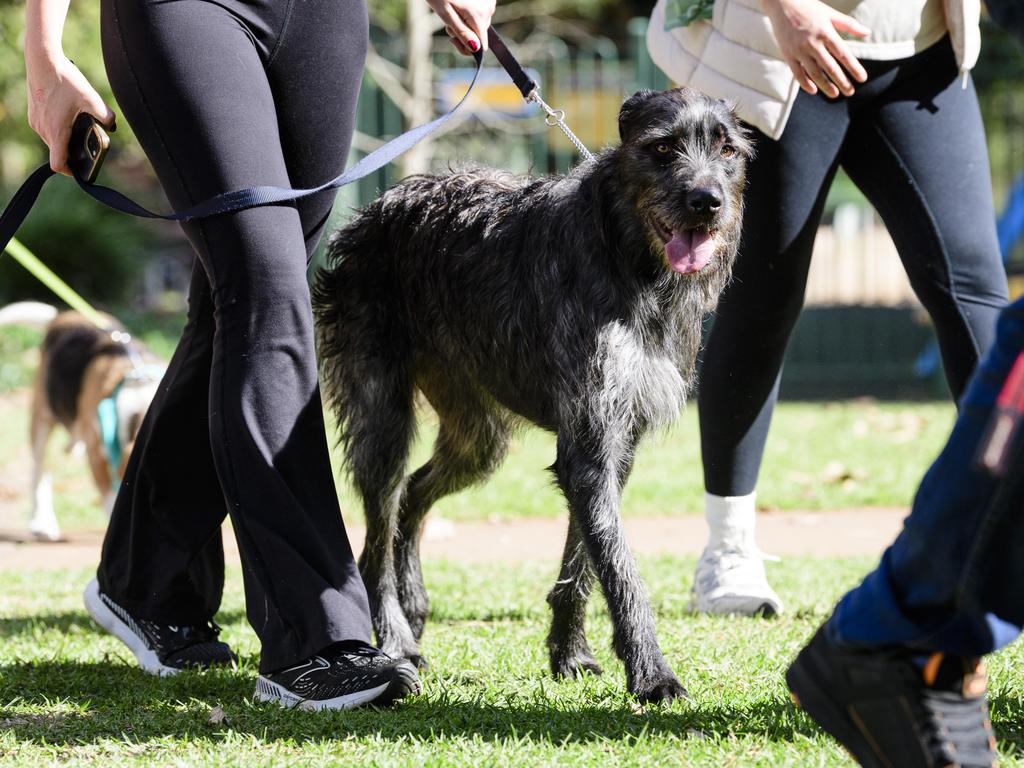 Million Paws Walk in Queens Park, Sunday, May 25, 2025. Picture: Kevin Farmer
