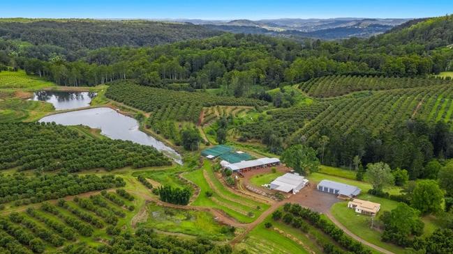 Mountain Top Avocado Orchard has 14,000 trees.