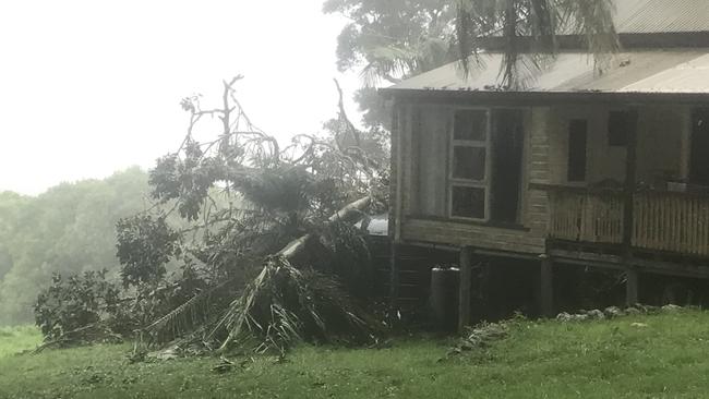 The tree fell during Wednesday’s supercell storms. Picture: Campbell Gellie