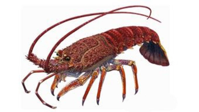 A man has copped a hefty fine and a ban for selling rock lobsters on the black market.