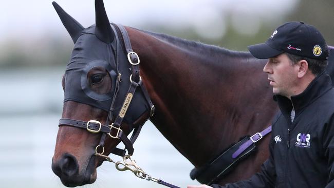 Champion racehorse Winx is paraded by strapper Umut Odemislioglu following trackwork at Flemington Racecourse