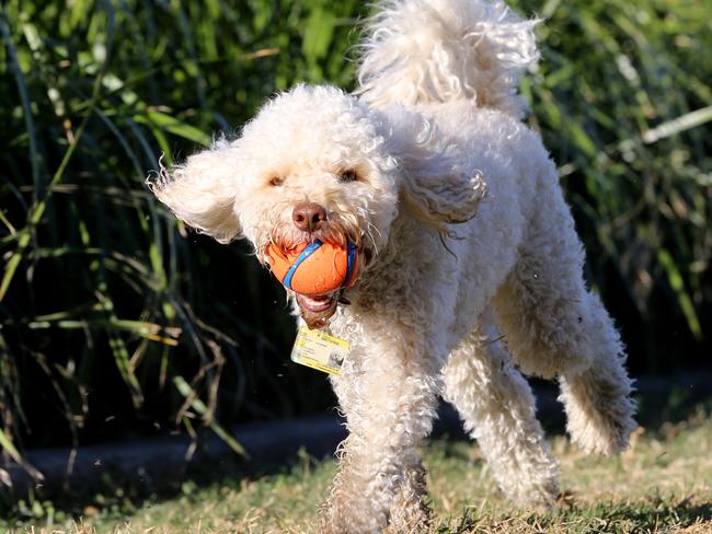 Teddy the miniature poodle playing in Waterfront Park of dog leash area, a number of dogs have died after playing in the Park, Newstead.  Newstead Friday 9th August 2019 Picture AAP/David Clark