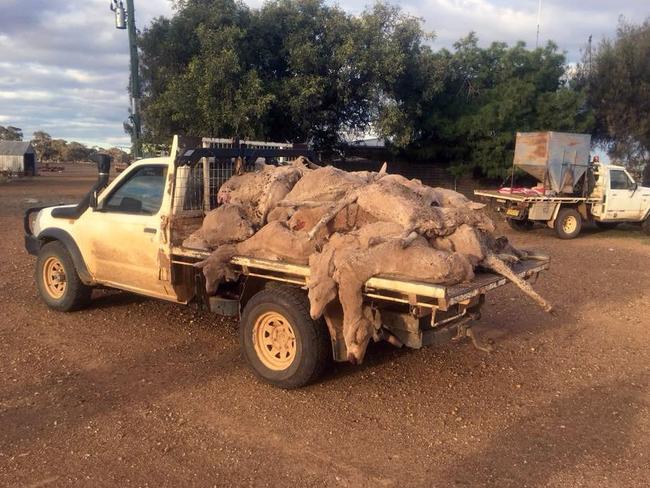 Dead sheep in western NSW.