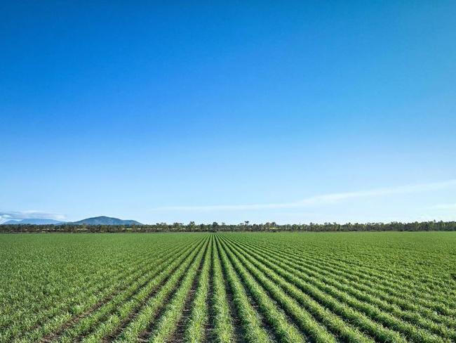 Wilmar Farms Burdekin property is by far the largest site of the sugar empires holdings. Picture: Instagram.
