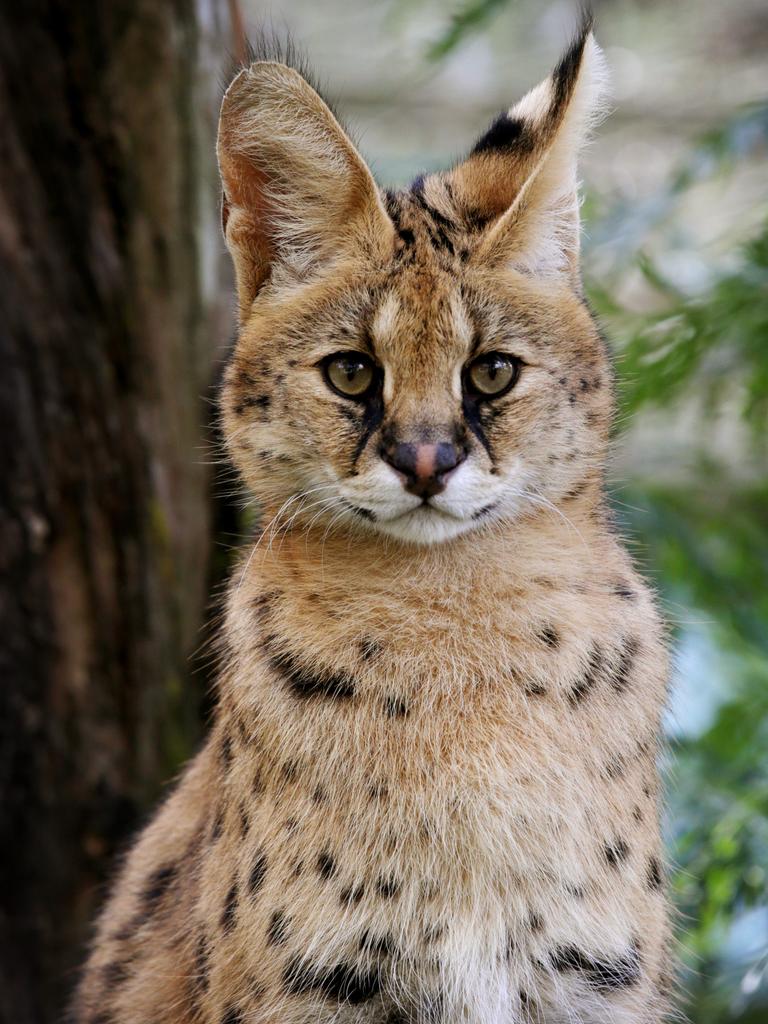 Animal rollcall at Mogo Zoo! | Daily Telegraph