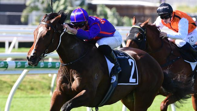 Ayrton is a strong favourite to win at Caulfield. Picture: Trackside Photography