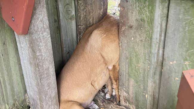 Brooklyn Stott arrived home to find her new puppy's corpse wedged between two palings on her back fence. Picture: Supplied