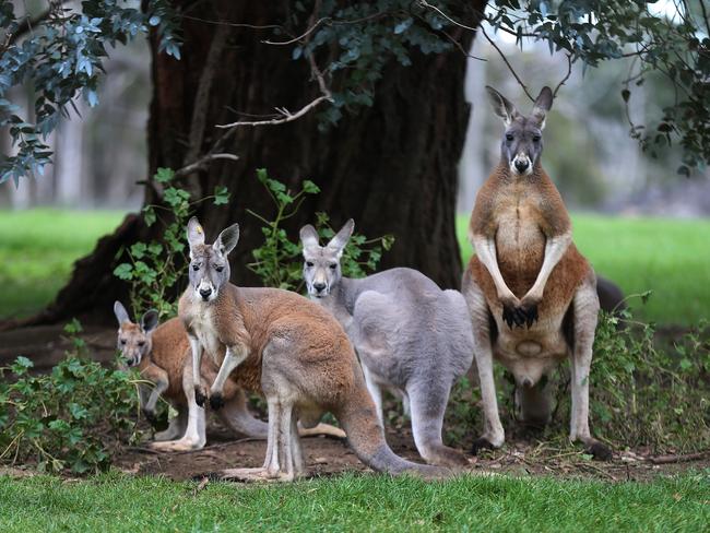 Special Olympics 2018: 8 best places to visit in Adelaide | escape.com.au