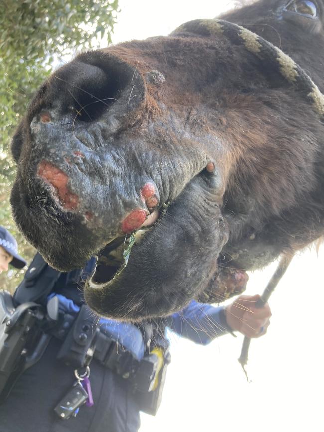 A WA Magistrate described Mack’s condition as ‘hideous’. Picture: RSPCA WA