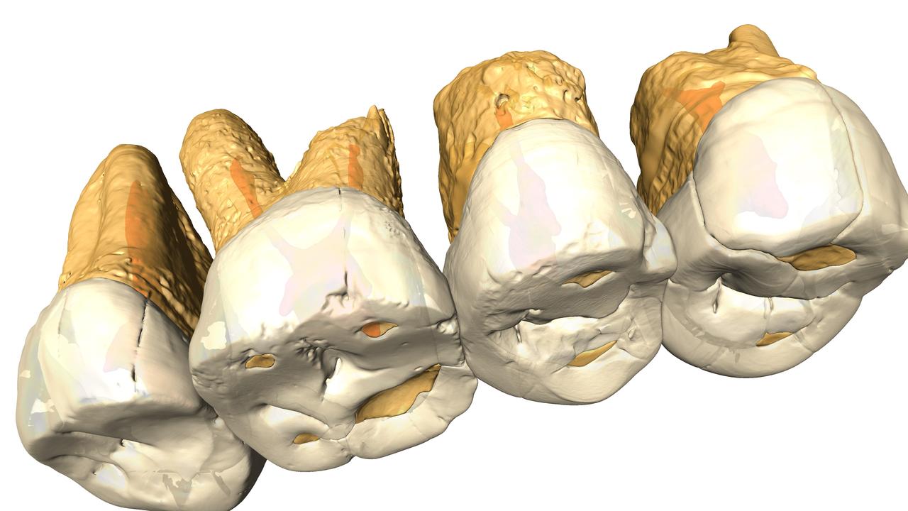 The teeth can give researchers a good indication about the size of its ancient owners. 