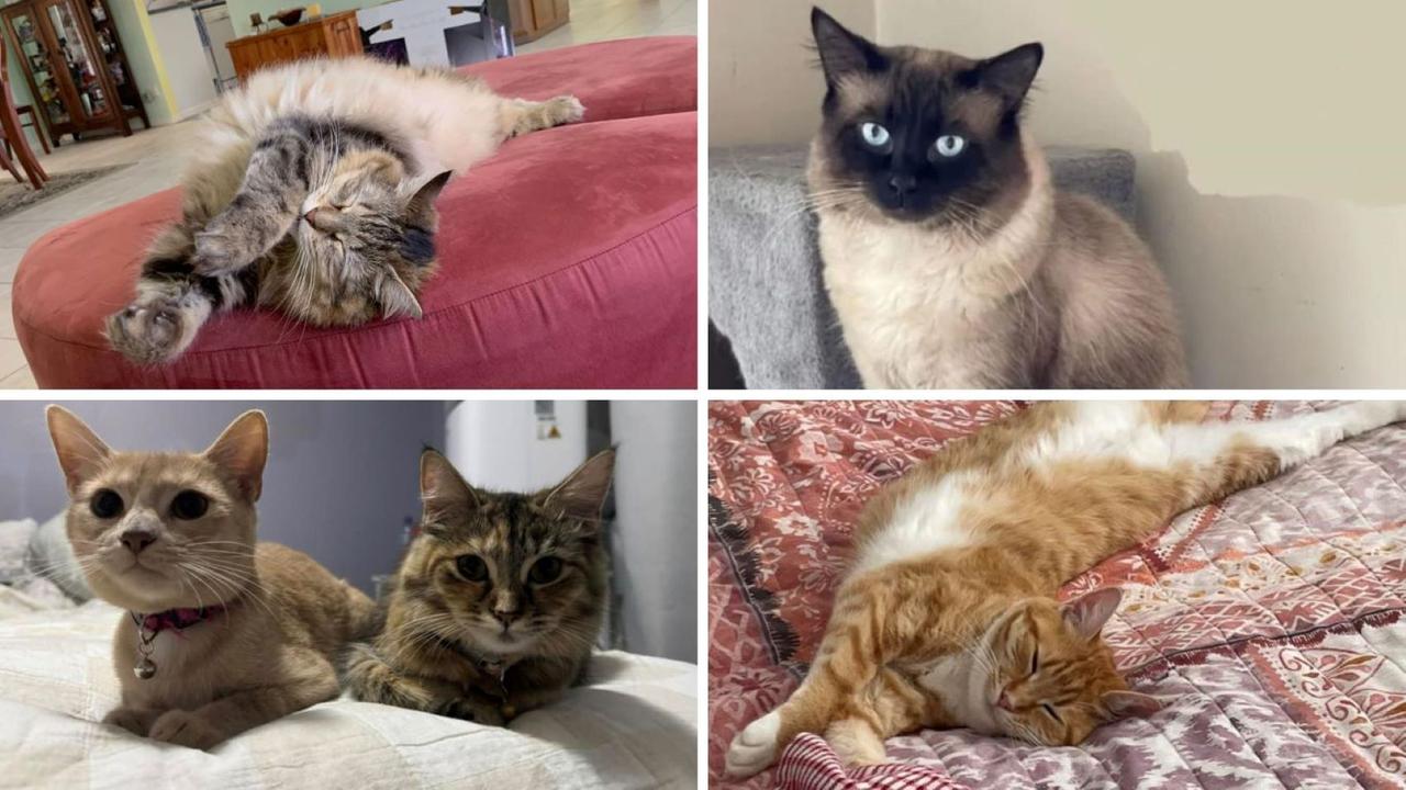 VOTE NOW: Lockyer Valley’s cutest cat