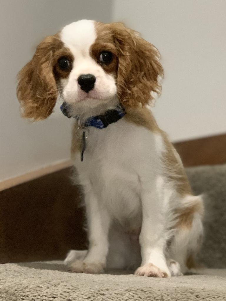 Cheeky boy, sneaking upstairs and getting up to no good. Picture: Jessica