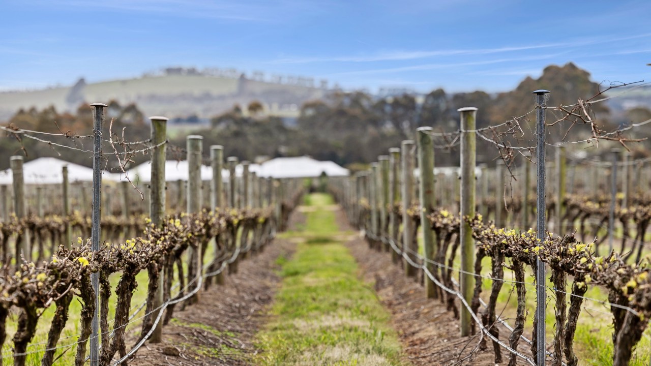 ‘Rare beauty’ Penfolds 2021 Coonawarra Shiraz tops Sky News