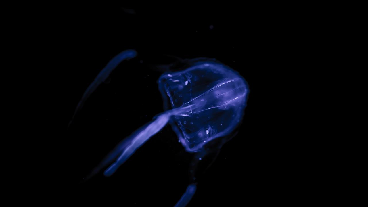 Magnetic Island: Woman suffers marine sting from Irukandji jellyfish at ...