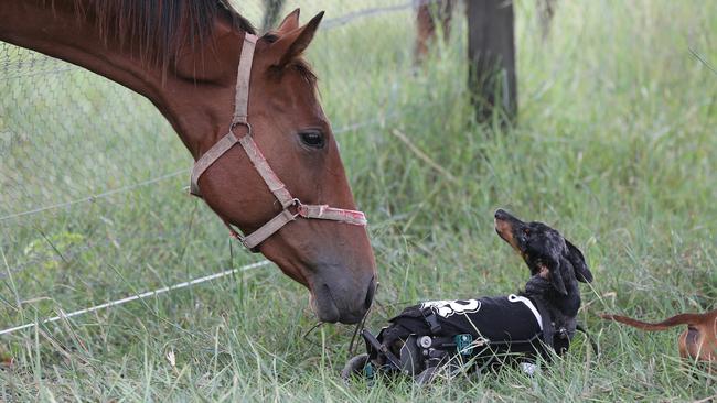 Nothing stops Krumm the dachshund. With the use of only his front legs and nearly blind Krumm covers the farm like a normal dog. Picture Glenn Hampson