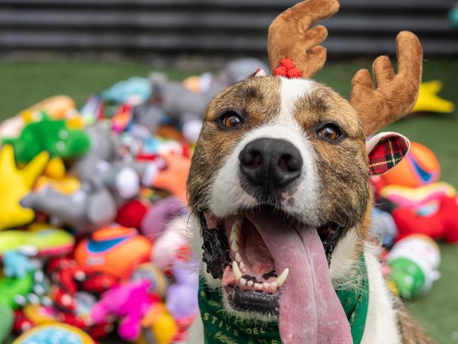 Bailey, one of the rescue dogs at Animal Welfare League Queensland awaiting adoption. Picture: Pet Circle