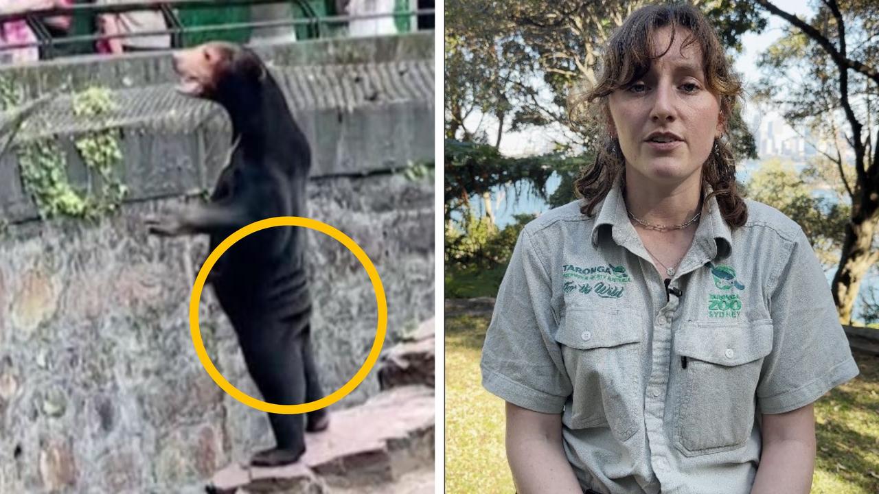 Aussie bear keeper exposes ‘costume’ video