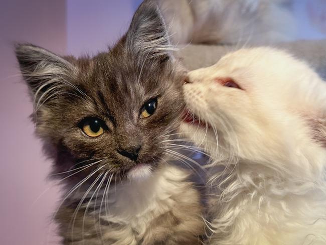 Rescue kitten Hollie purrfect example of RSPCA care