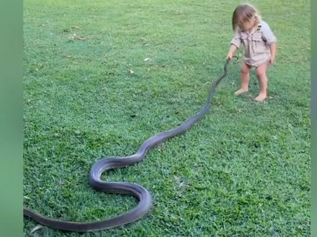 Legendary Territory croc wrangler Matt Wright’s two-year-old son, Banjo, grapples with an olive python, one of the largest snakes in Australia. Picture: Matt Wright