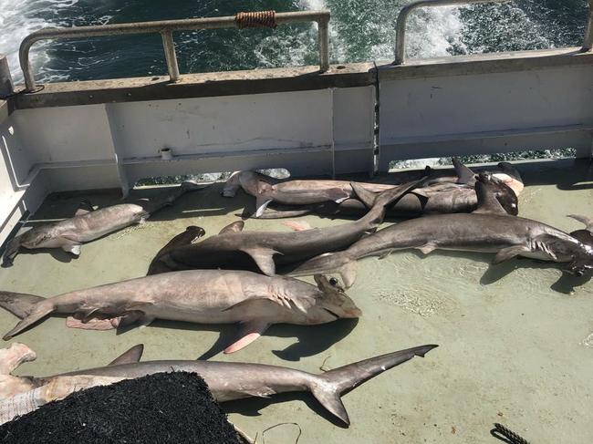 Dead sharks found caught in a shark net of a Sydney beach. Picture: Humane Society International (Australia)