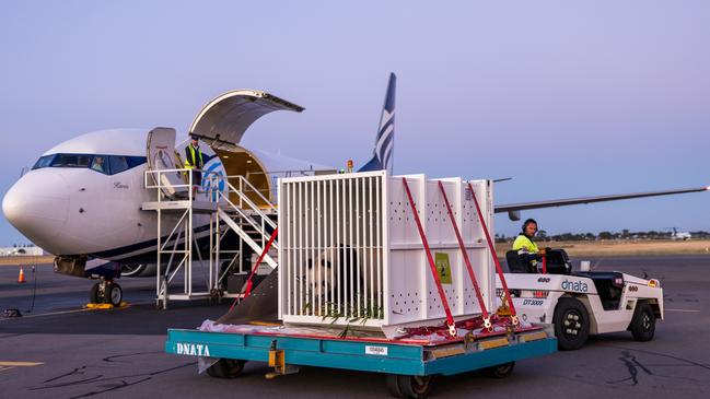 The pair are travelling in specially-designed crates. Picture: Zoos SA