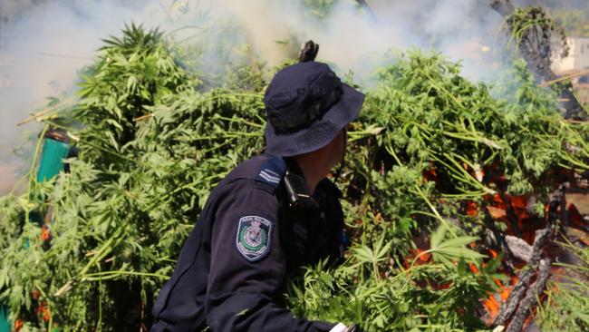 Officers said this is the largest cannabis bust since the 1970s. Picture: NSW Police via NCA NewsWire