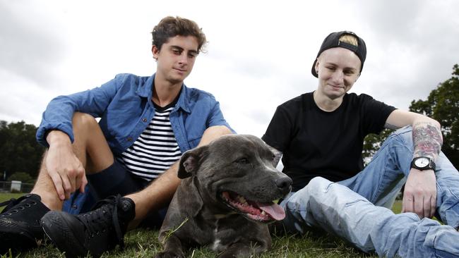Staffordshire bull terriers aka staffies are the Gold Coast’s most popular dog for the fourth year in a row. Brother and sister Jake, 17, and Ashlea Martin, 26, with their staffie Lucy. Picture: Jerad Williams