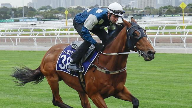 NCA. MELBOURNE, AUSTRALIA. October 29, 2024. RACING. Breakfast with the Stars at Flemington.   The Chris Waller trained Buckaroo ridden by Steven Arnold during this morning gallops on the course proper at Flemington .  Pictures : Michael Klein