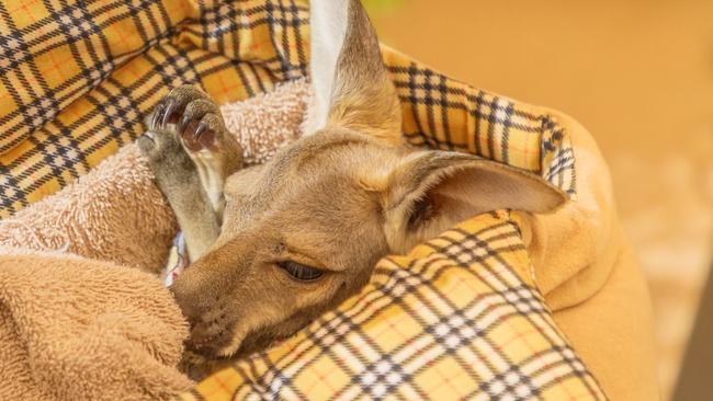 My rescue joey followed me everywhere, and would even hop into the shower with me. Picture: istock