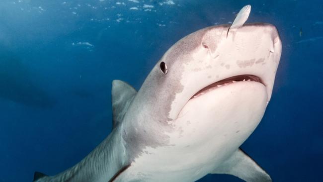 A number of tiger sharks were caught following two attacks in Cid Harbour in September.