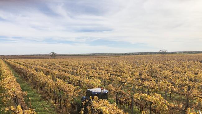 Murray River Organics’ 2020 grape harvest. Picture: Supplied