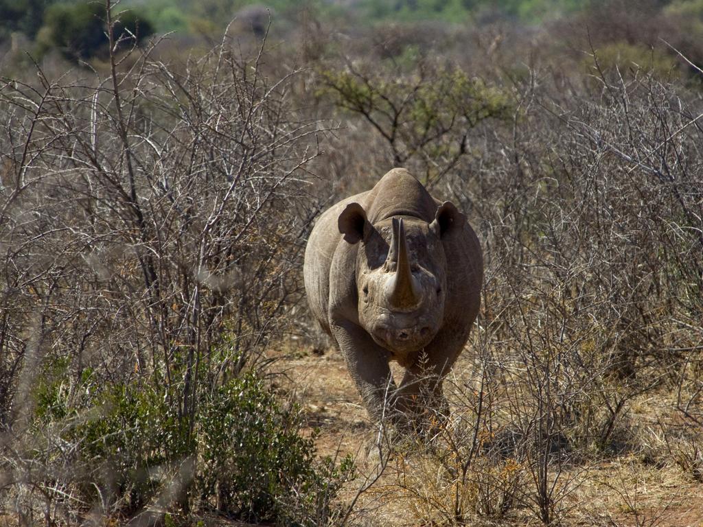 China to reverse decision to lift tiger and rhinoceros product ban ...