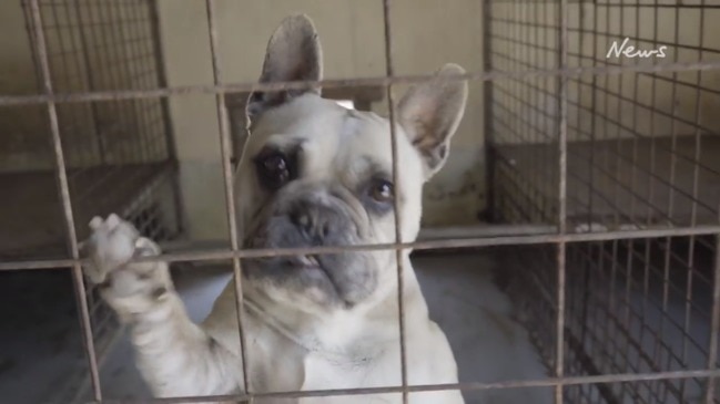 Hundreds of dogs found in puppy farm raids