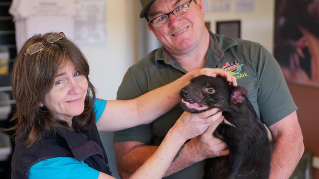 A sedated Tasmanian Devil is checked by Robin Crisman and Dean Reid. Picture: Aussie Ark