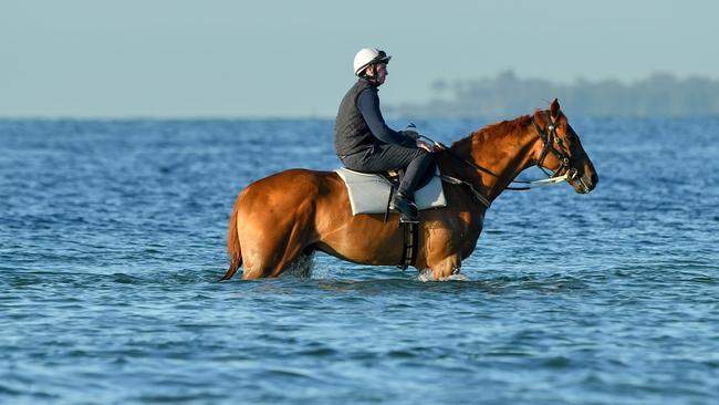 Waterhouse questions whether Finche is good enough. Picture: AAP Image/Vince Caligiuri