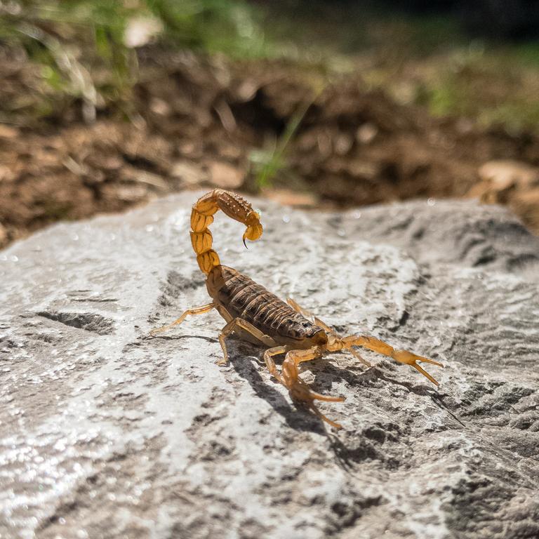 Scorpio: The last piece of an emotional puzzle falls into place by May. Picture: Sina Katirachi/Unsplash