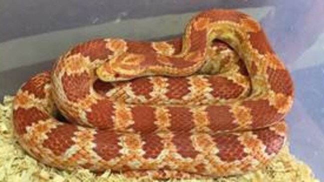 corn snake crypto