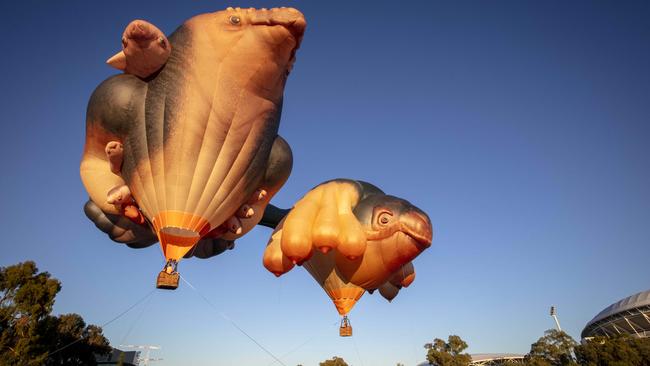 Australian artist Patricia Piccinini's monumental Skywhale comes to the Adelaide Festival with a new companion, Skywhalepapa. Picture: Emma Brasier.