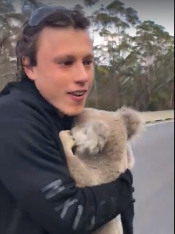 Mr Elias rescues the koala from Picton Rd.