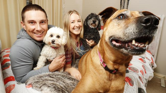 Some landlords have a ‘No Pets Allowed’ policy, which has added stress to renters with a furry family. Picture: Lachie Millard.