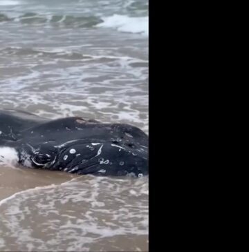 A dead humpback whale washed up on Fingal Head beach on August 8, 2024. Video: Tweed Valley Wildlife Carers