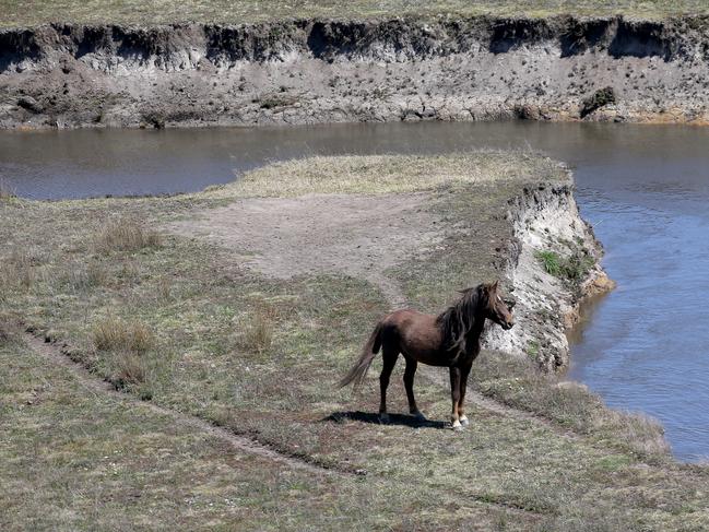 A wild brumby rests near a stream in the Kosciuszko National Park. Picture: Stephen Cooper