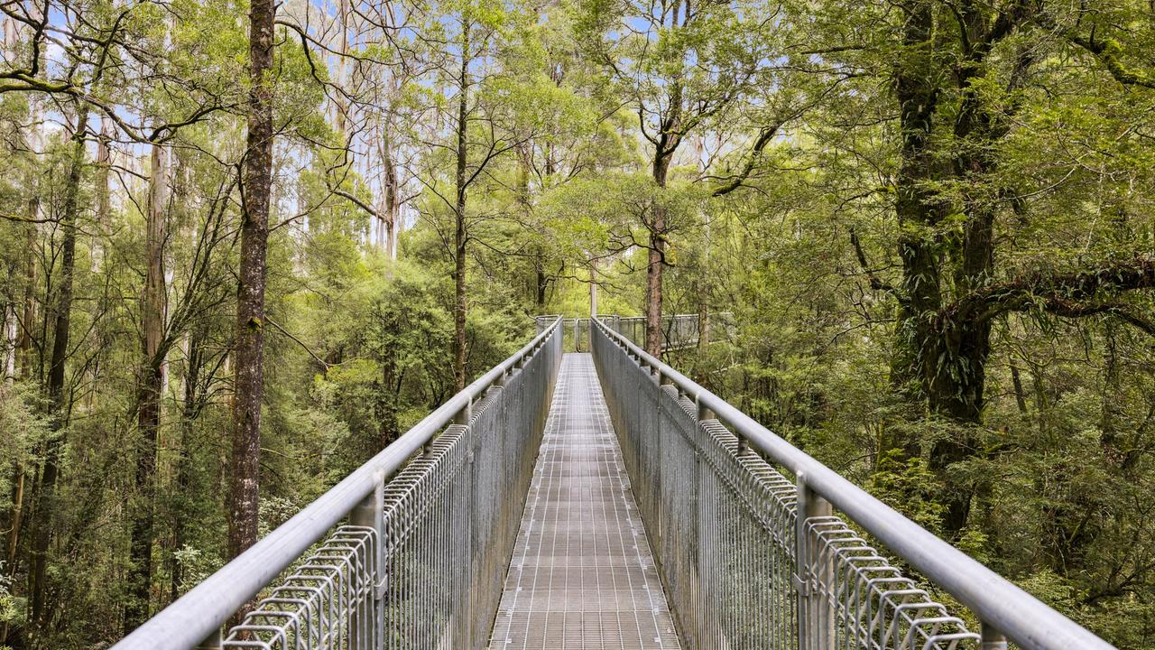 The treetop walk takes in beautiful views of the surrounding rainforest.