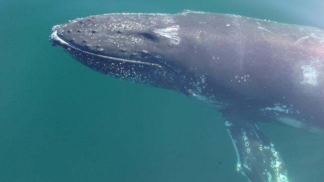 The humpback whale spotted in Port Phillip Bay, off the coast of Mornington.